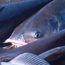 Fisheries